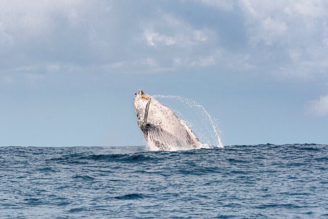 1.5 hr Jet Ski Safari tour to South Stradbroke Island! - Who should book this safari?