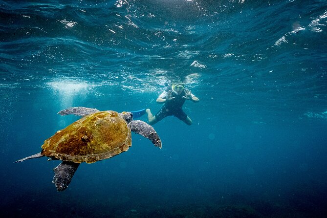1hr Jet Ski Safari - Wildlife, sandbars, and the chance of dolphins