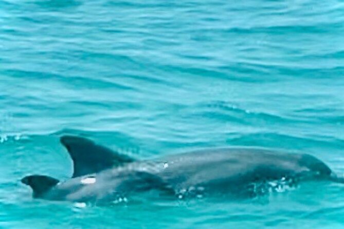 2 Hour Shell Island Jet Ski Dolphin Tour - First Timers Can Handle It, With Conditions