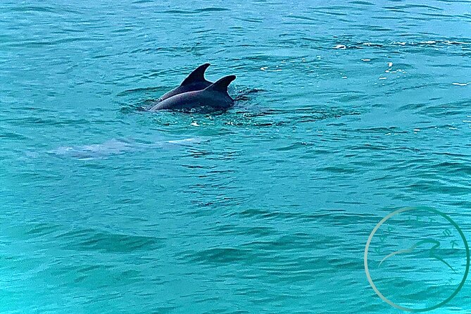 2 Hour Shell Island Jet Ski Dolphin Tour - Group Size and Guide Style