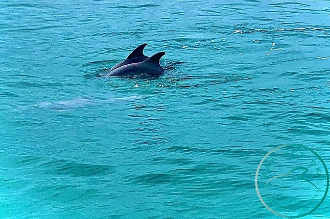 2 Hour Shell Island Jet Ski Dolphin Tour - Booking, Weather, and Cancellation Details