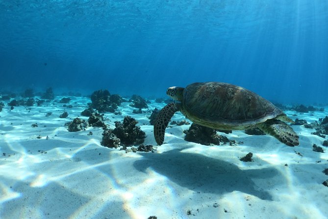 2 hours discovery tour of Moorea by Jet Ski - Swimming with stingrays and blacktip sharks