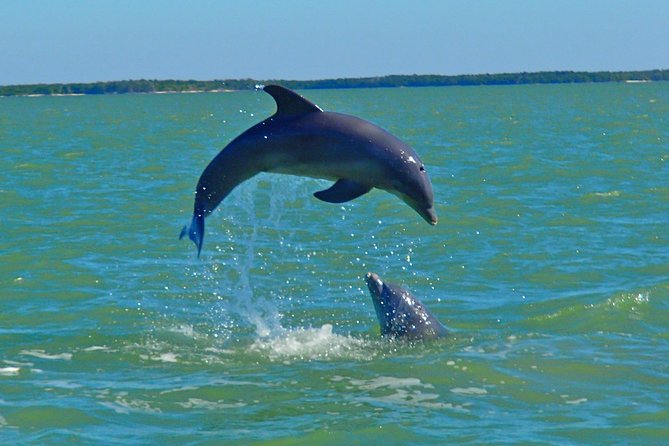 Avi's Premium Dolphin Tour by Jet Ski - Riding from Goodland into the 10,000 Islands