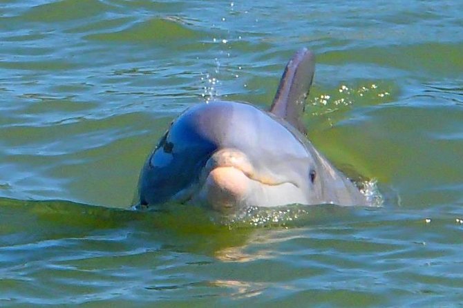Avi's Premium Dolphin Tour by Jet Ski - Mangroves are the real setting, not just a backdrop