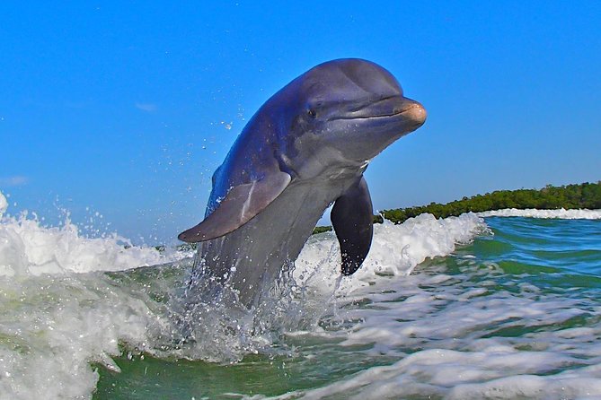 Avi's Premium Dolphin Tour by Jet Ski - Who gets the best value from this tour