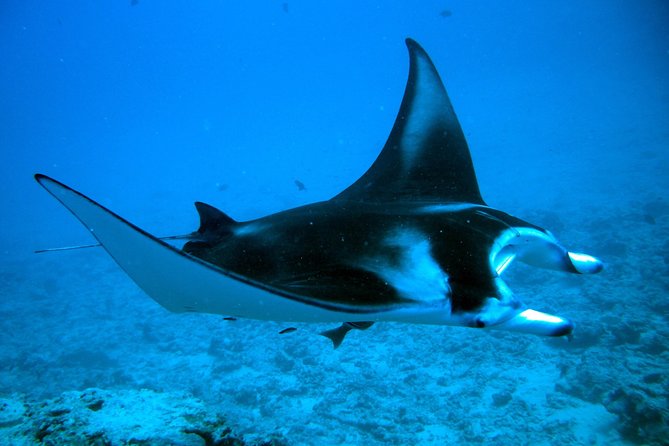 Bora Bora Jet Ski Tour, & Eco Shark / Ray Snorkel Cruise - Coral gardens and the boat ride between sites
