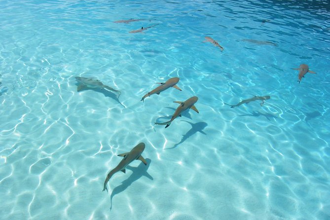 Bora Bora Jet Ski Tour, & Eco Shark / Ray Snorkel Cruise - Guide quality and group atmosphere