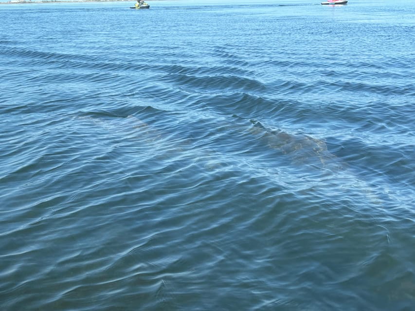 Clearwater: Dolphin Jet Ski Tour - 1 SKI FOR UP TO 3 PEOPLE - Cancellations and planning flexibility