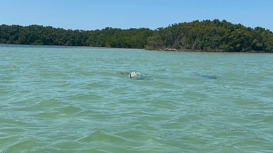 Clearwater: Dolphin Jet Ski Tour - 1 SKI FOR UP TO 3 PEOPLE - Wildlife watching around Honeymoon Island