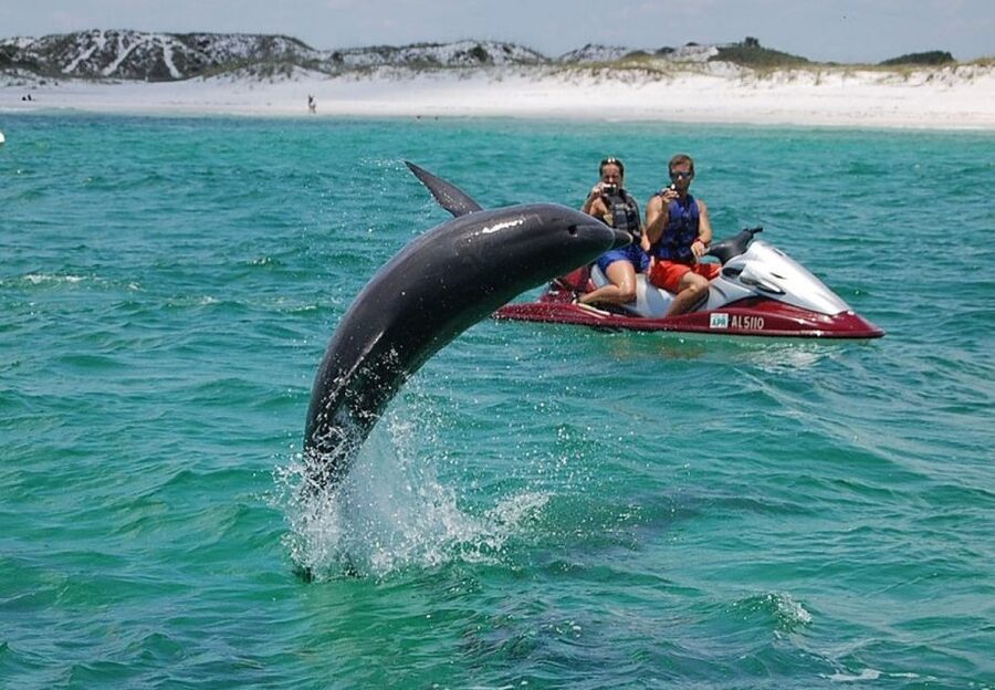 Destin: Crab Island Dolphin Jet Ski Tour - Key points at a glance