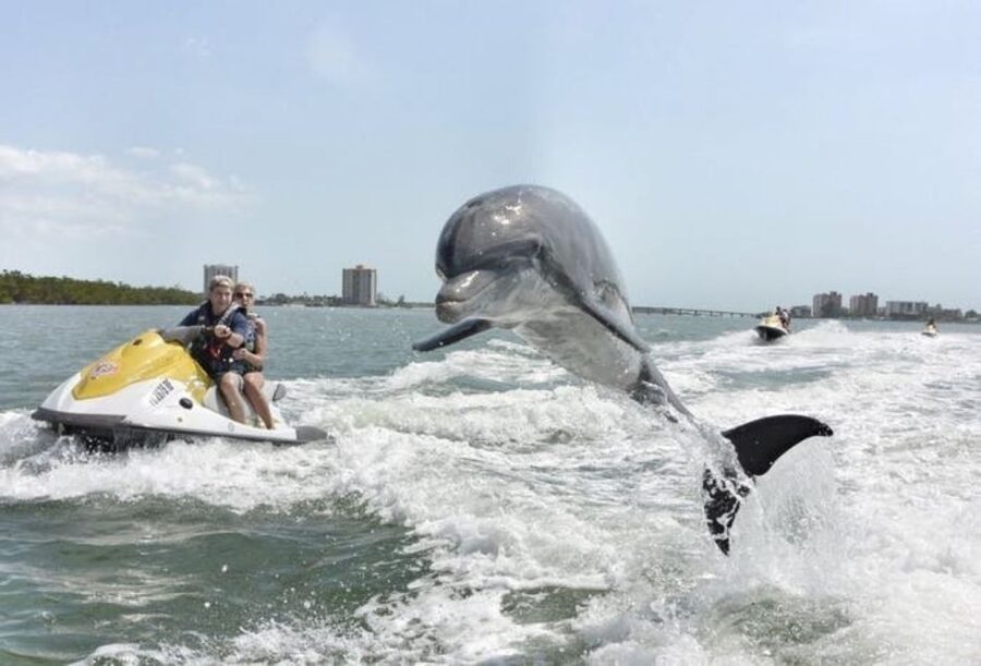 Destin: Crab Island Dolphin Jet Ski Tour - Looking for dolphins, rays, and manatees