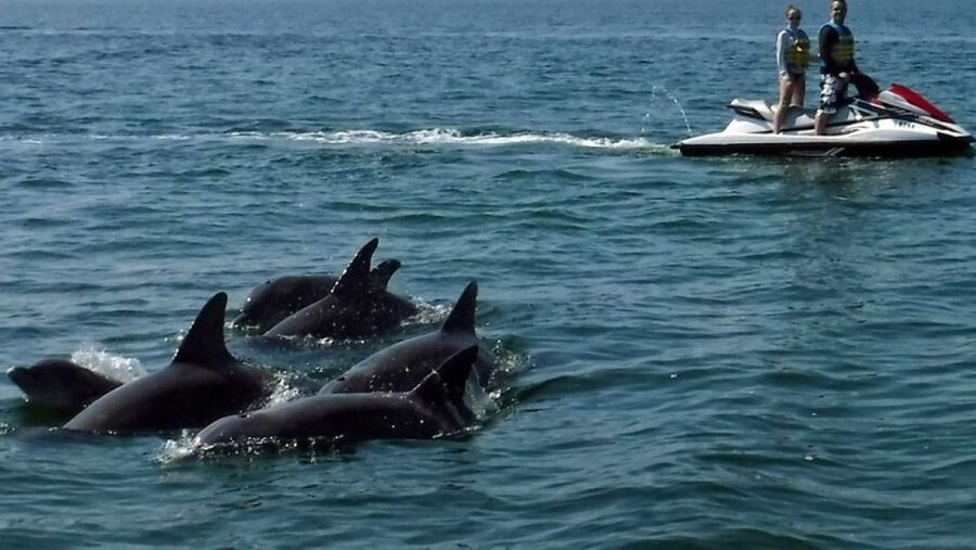 Destin: Crab Island Dolphin Jet Ski Tour - Time for speed, swimming, and photographs