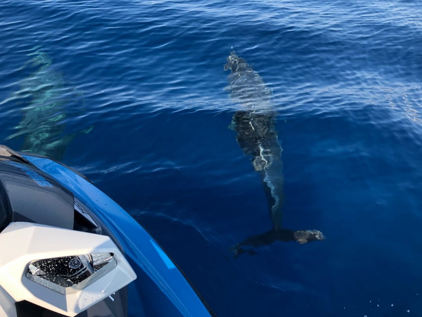 From Propriano: Gulf of Valinco Jetski Tour - 1h - Olmeto, Portigliolo, and the Belvedere coves