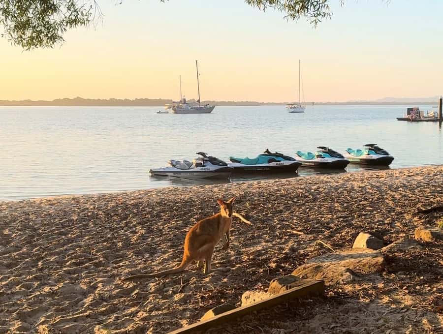 Gold Coast: Stradbroke Island Jetski Tour - Who will enjoy this jetski trip most
