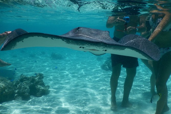 Grand Combo 3H00 of Jetski + 2H30 of Quad - Rays, blacktip sharks, and a careful wildlife stop