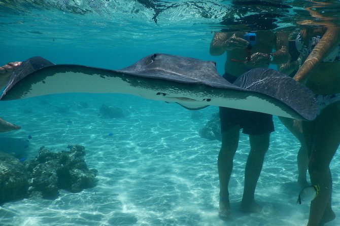 Jet-ski excursion 3 hrs Jet ski excursion to Moorea (single or two-seater) - Meeting rays and blacktip sharks in the lagoon