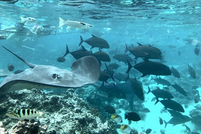 Jet Ski Moorea Customed Tour only - Stingrays, turtles, and the Moorea marine world