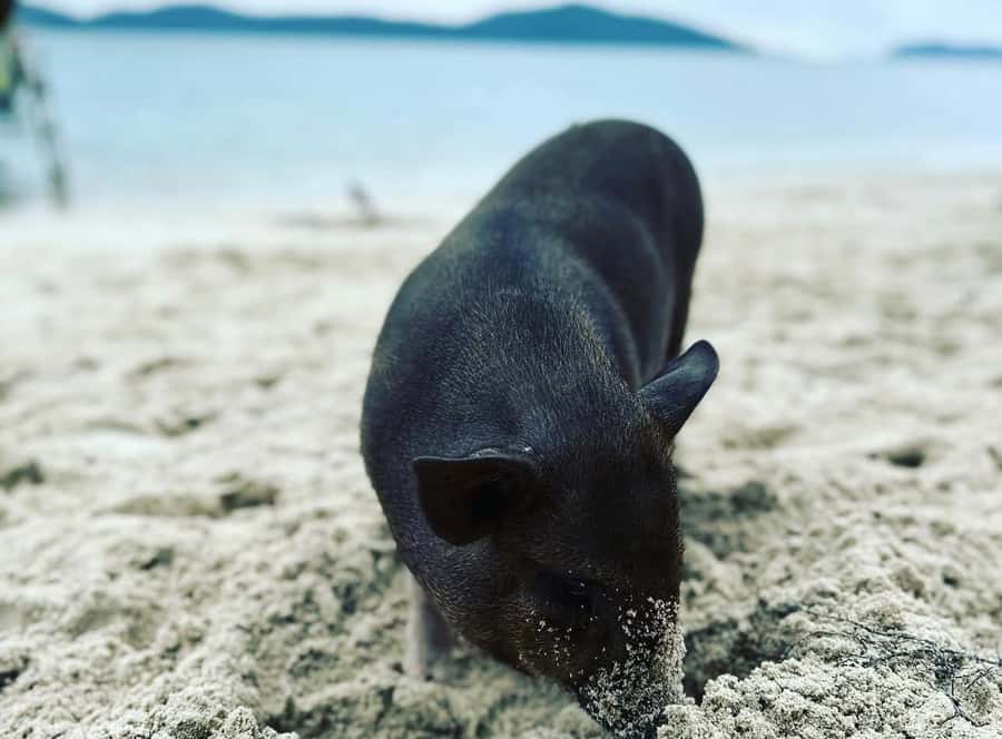 Koh Samui: Jetski Safari, Snorkeling to Pig & Virgin Islands - Why the jet ski is the real attraction