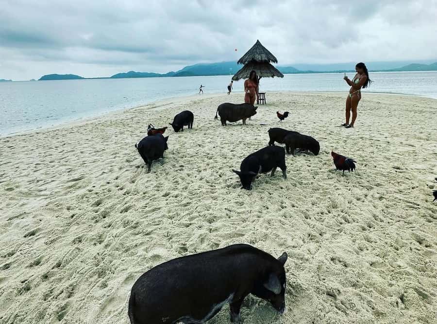 Koh Samui: Jetski Safari, Snorkeling to Pig & Virgin Islands - What the guide service is like