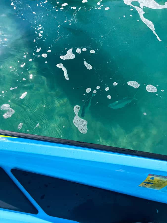 Magnetic Island: 5 Beach Bay Jet Ski Tour - Marine life, birds, and protected coastal waters