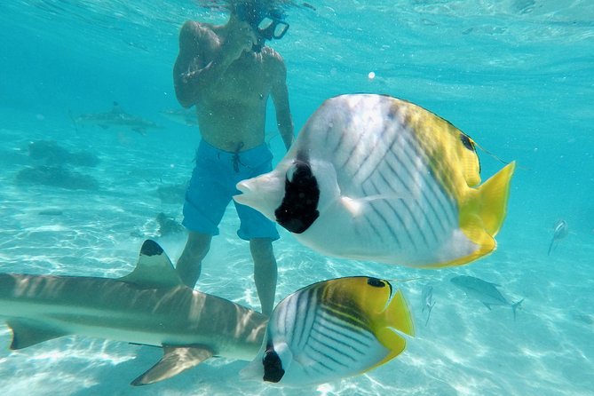Moorea Solo or Twin 3 hours Jet Ski Tour - Motu Tiahura and the search for turtles