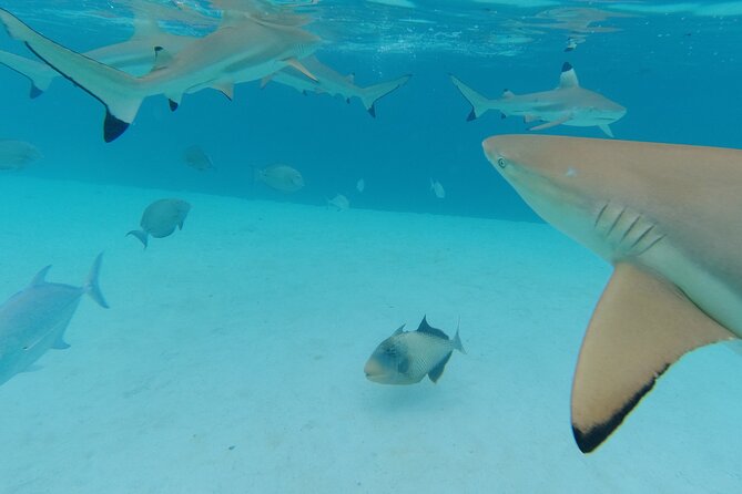 Moorea Solo or Twin Island Tour Jet Ski 4 hours - A stop for rays, blacktip sharks, and reef fish