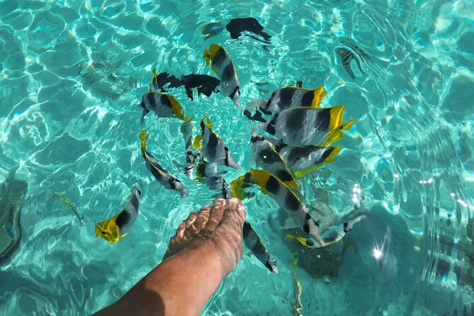 Moorea Solo or Twin Island Tour Jet Ski 4 hours - Dolphins and seasonal whales