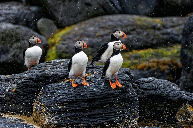 Puffin Jet ski tour in Reykjavík - Pickup, timing, and practical details