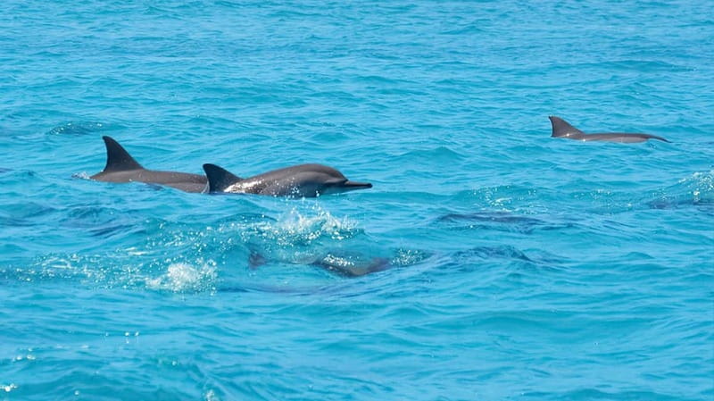 Santa Eulalia: Jet Ski Tour with Optional Dolphin Searching - Quick points to know before you book