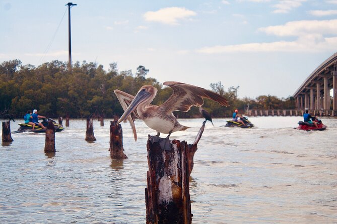 Ten Thousand Island Jet Ski Eco Tour - Marco Island - Who Gets the Most Value From This Tour
