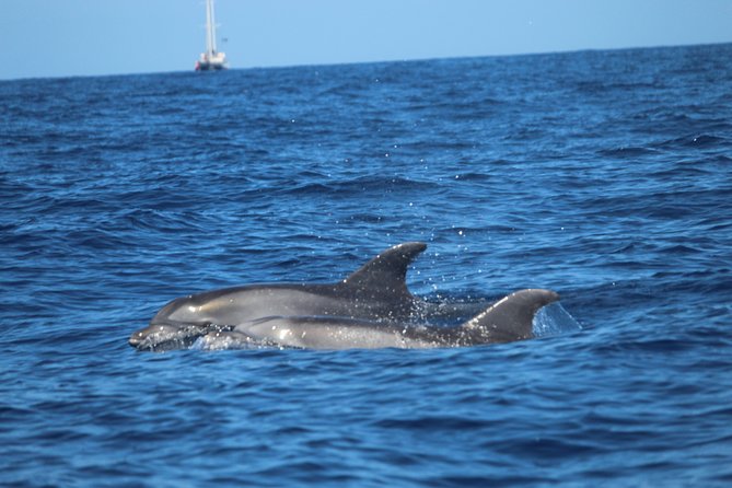 Tenerife : Jet Ski Tour with option for Quad Trip - Swimming, snorkeling, photos, and the extras